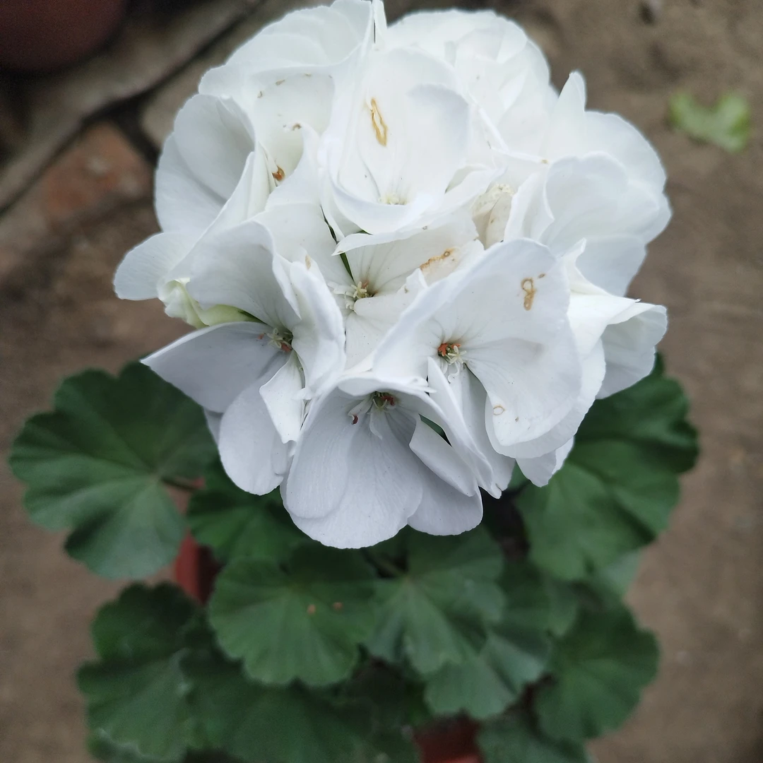 重白色天竺葵一盆包邮到家