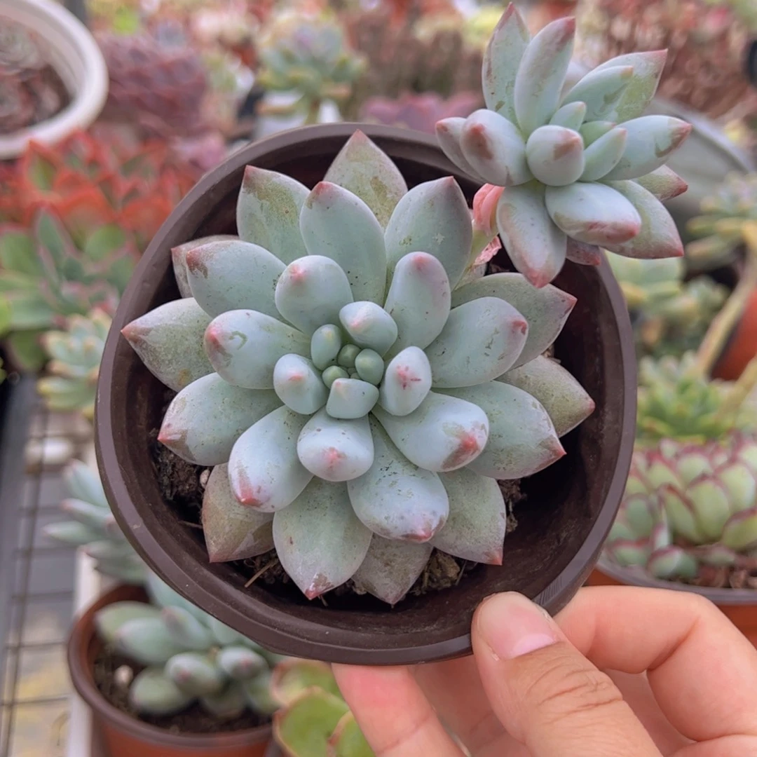 所罗门双头起发老桩