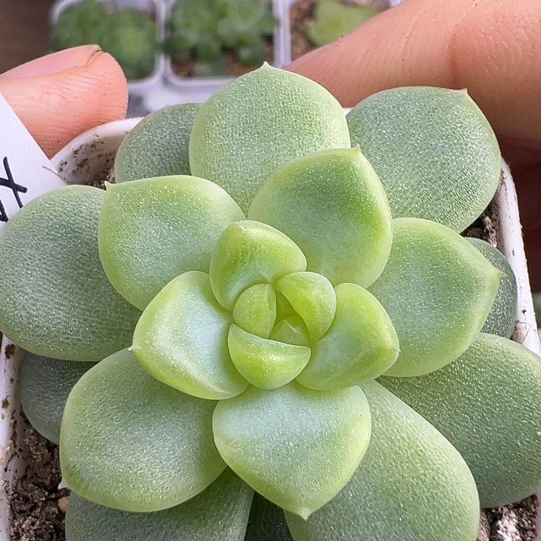 颜汐。