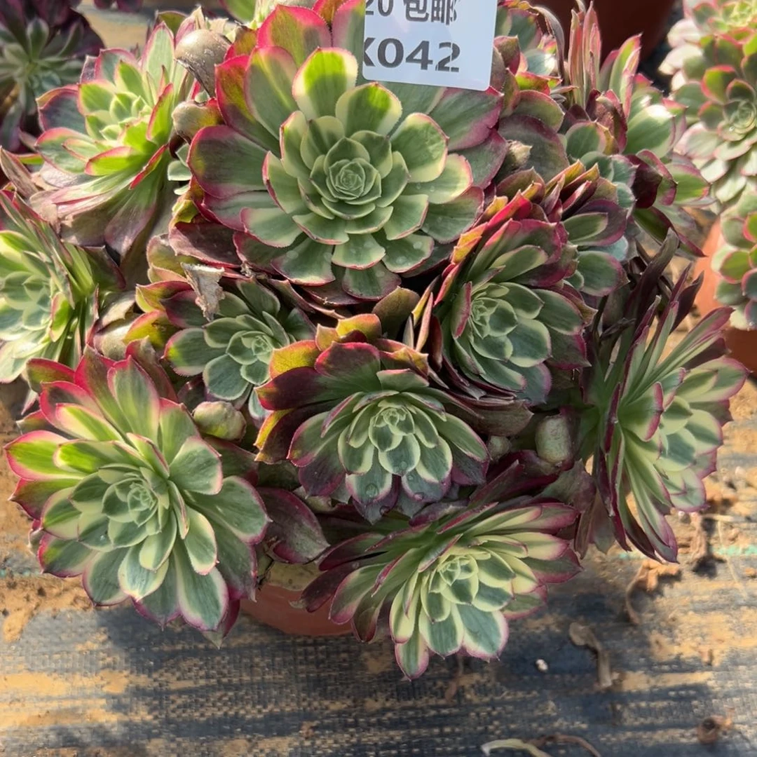 042粉体海王，多肉法师