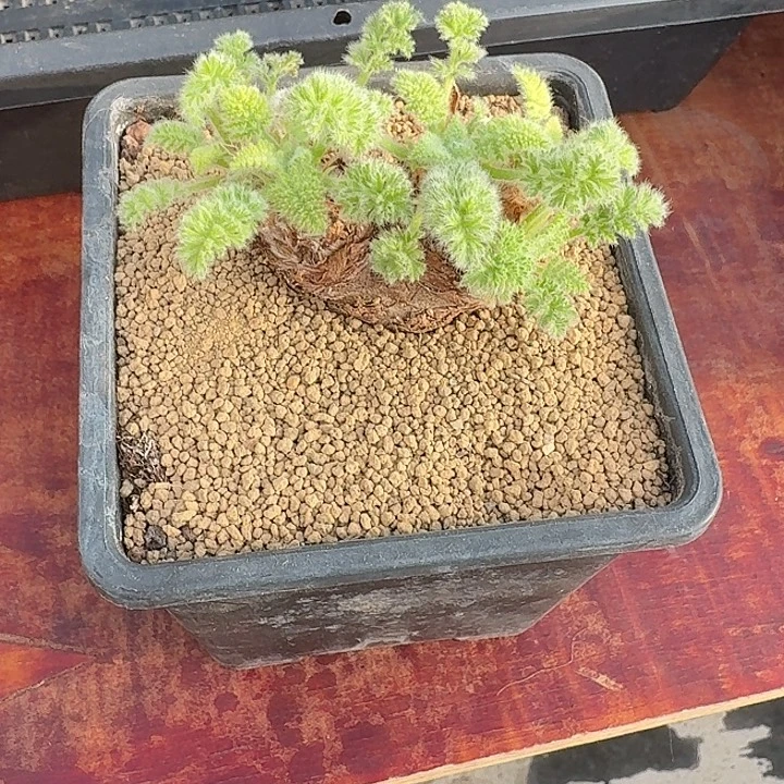 一***青58号羽叶杨奎仙人球