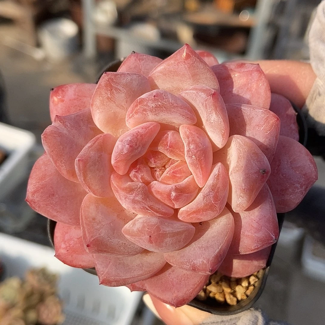 金泰家多肉，476不知火