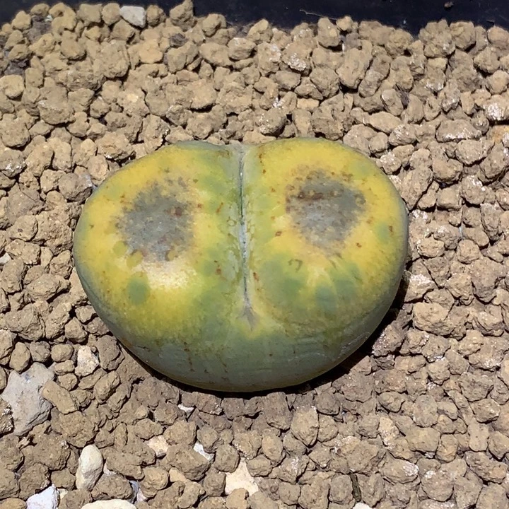 精品多肉植物精品多肉