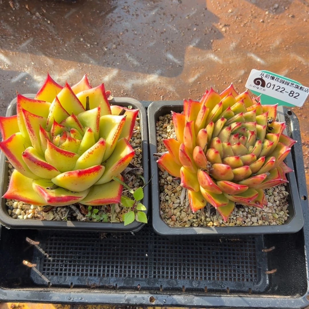 多肉精选编号0122.82