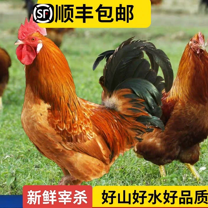 正宗东北散养黄爪大公鸡（京东顺丰快递）