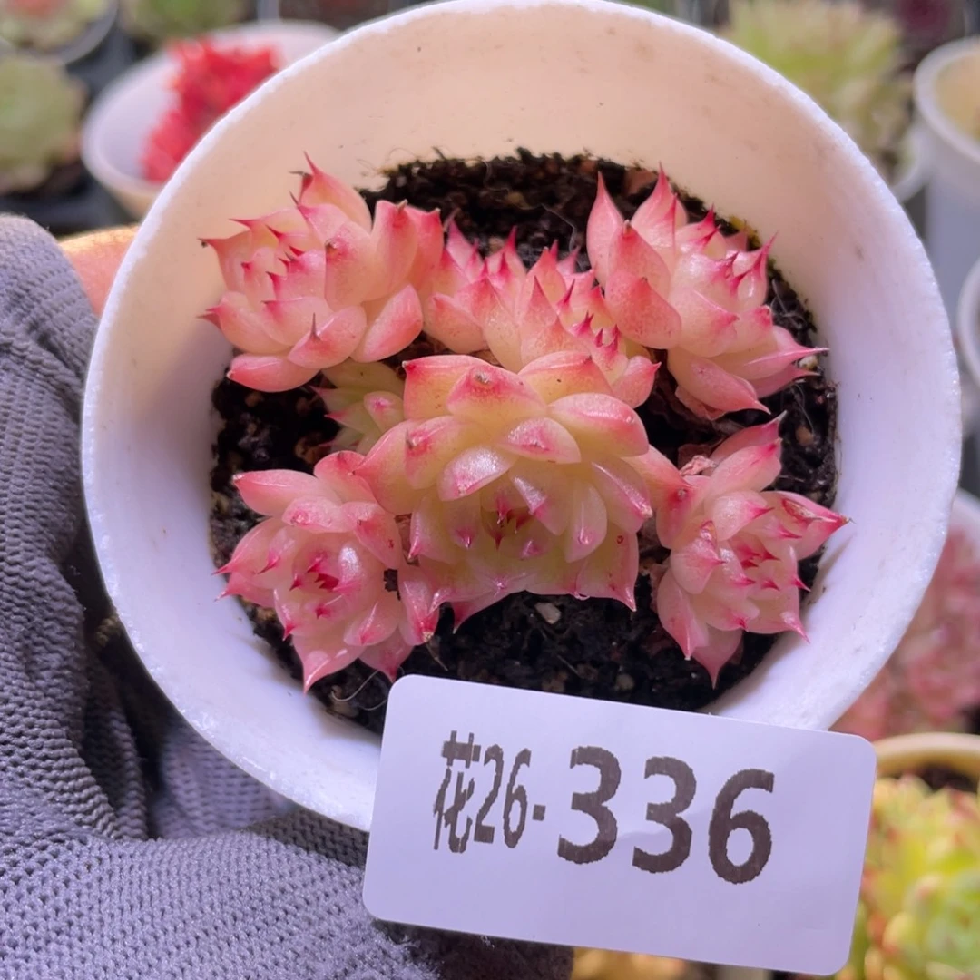 花利美26-336海王群