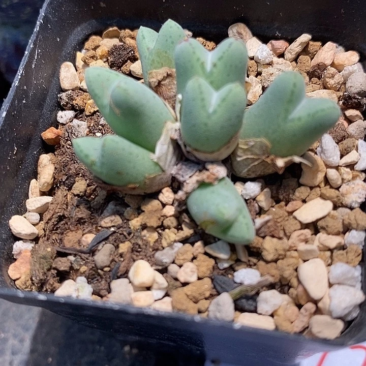 1928猪蹄985一群。