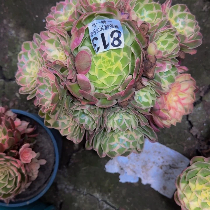 玉芙蓉花27-35包邮花花