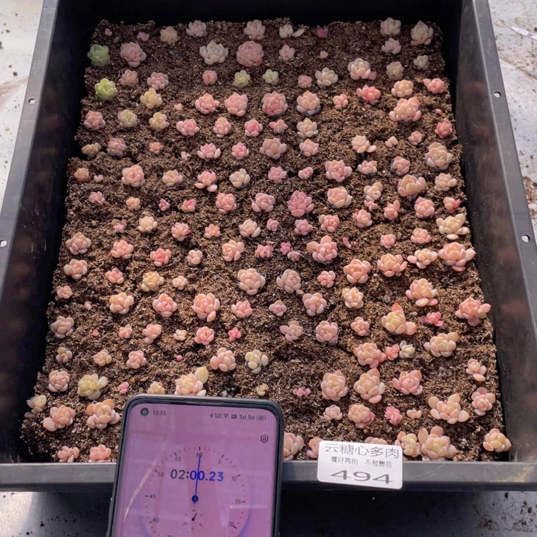 豪*云糖心多肉植物494