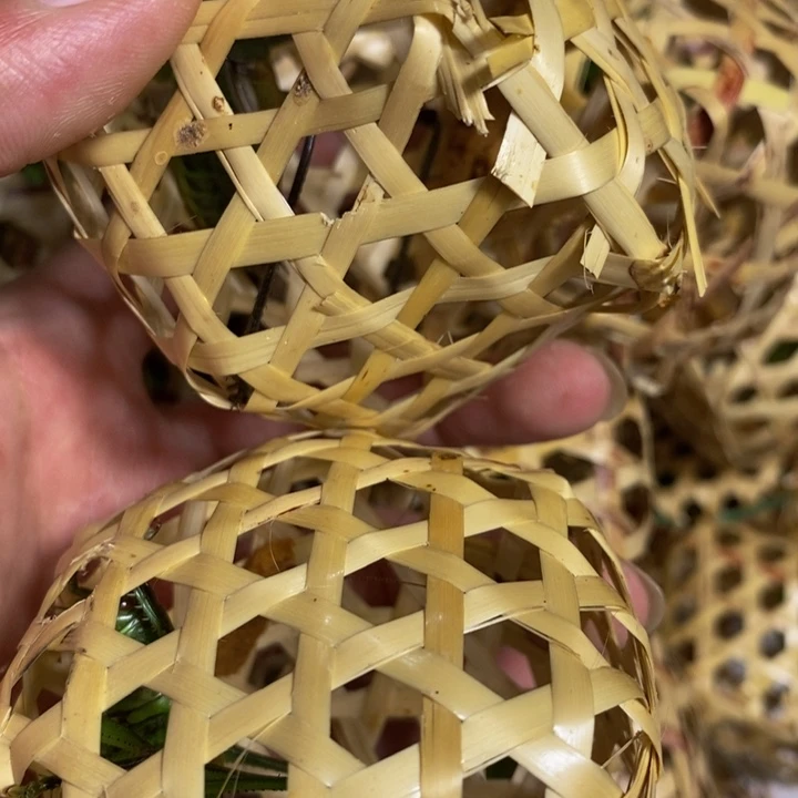 狼牙山野生山青绿2只