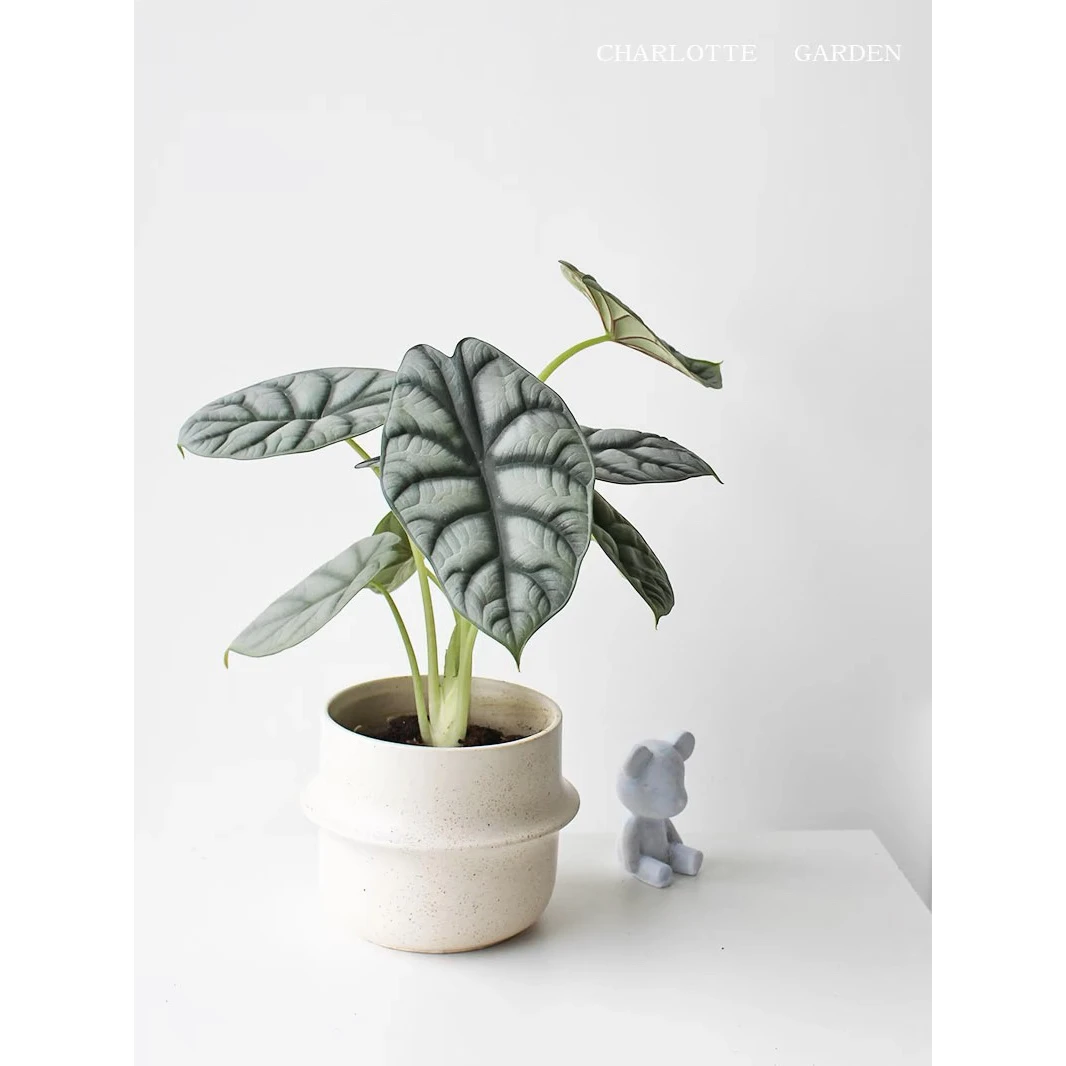 白犀牛海芋网红ins植物室内办公桌小型盆栽绿植观叶植物四季常青