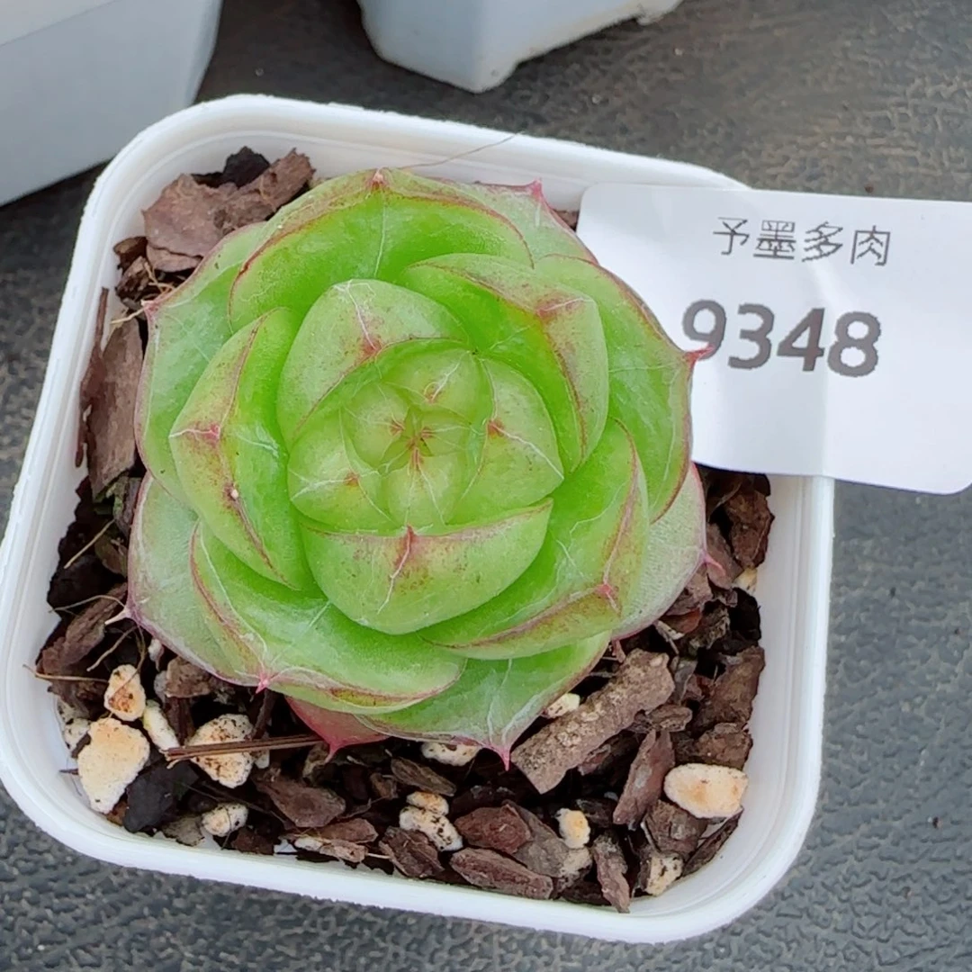 灵宝珍妮，9348多肉植物