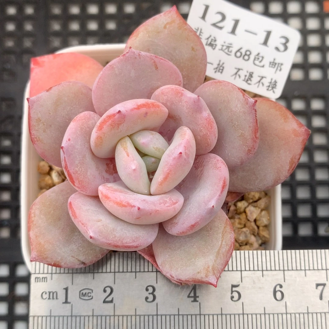 13。奶茶。满六八包邮。