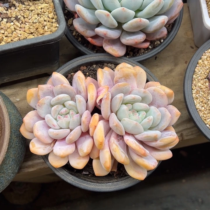 香橙 老桩 夏鸣园艺