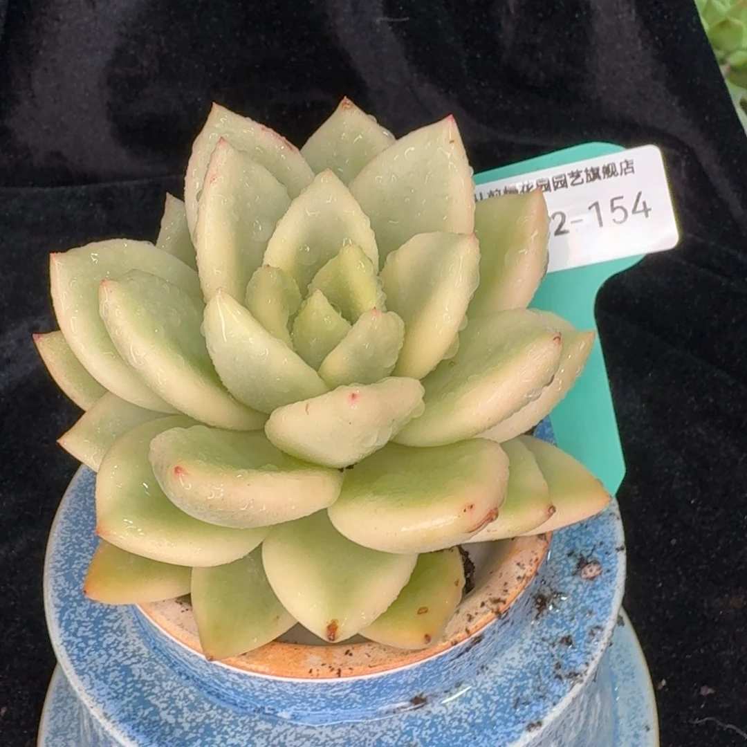 从前慢多肉精选编号1012.155