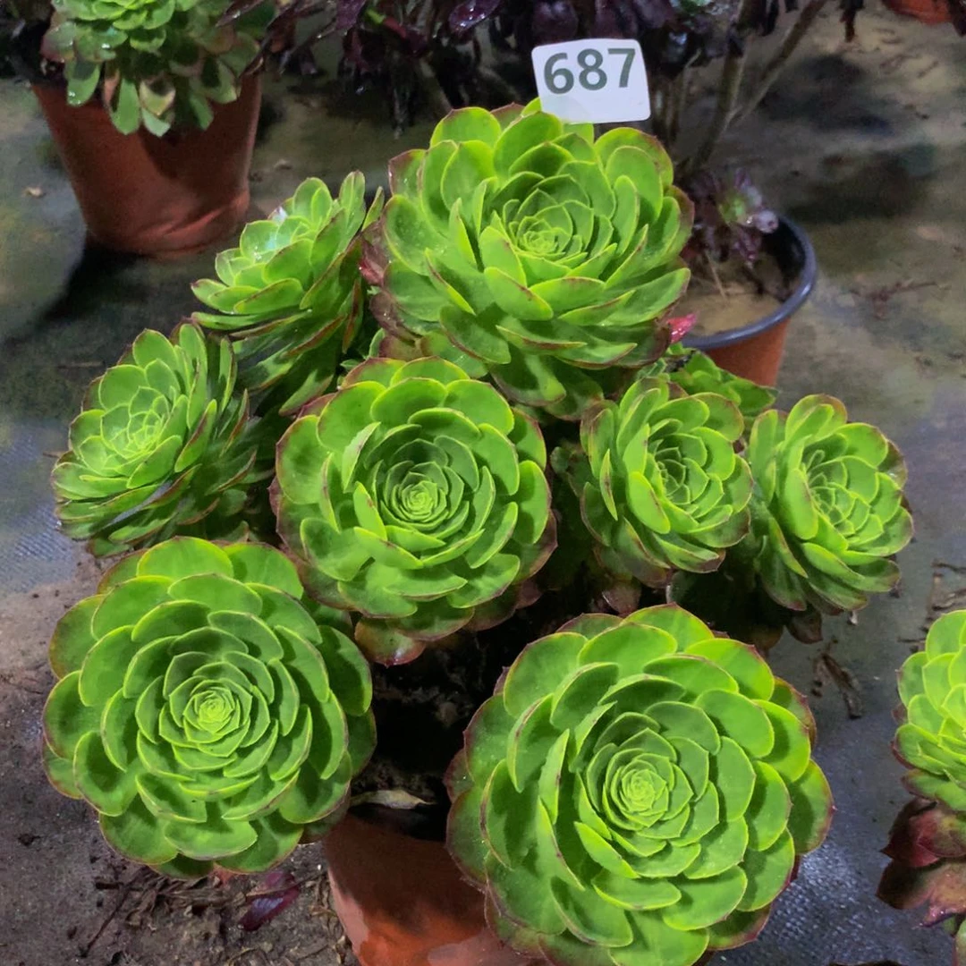 【闪购商品】糖*687万黄特价秒