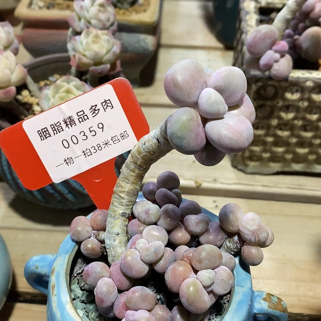 00359in推举在小雨咯哦