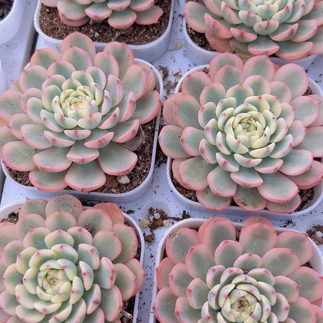 姬莲锦19包邮多肉