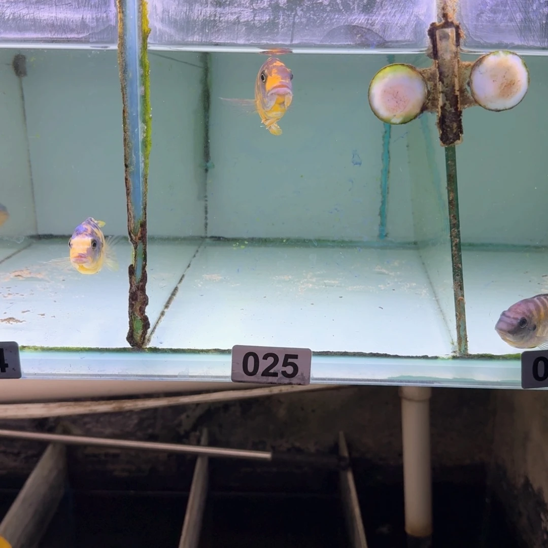 慈鲷鱼25号mbj斑马mc