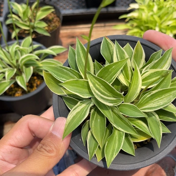 E***g无花朵盆栽盆栽植物