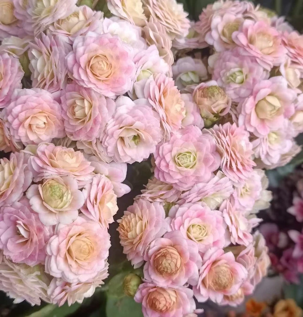 【李先生】蟠桃~长寿花带花苞发货