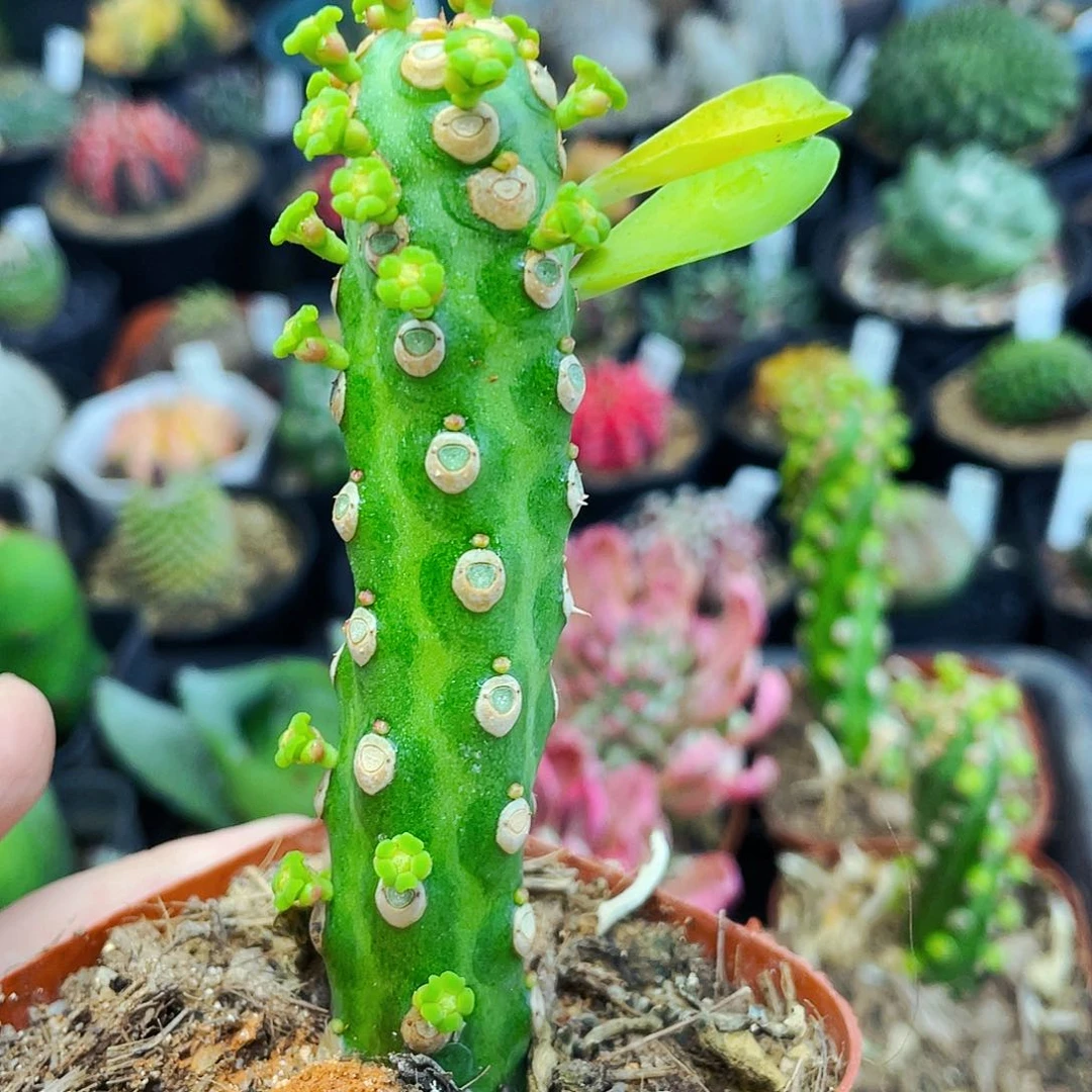 无刺霸王鞭非偏远地区满25包邮仙人球