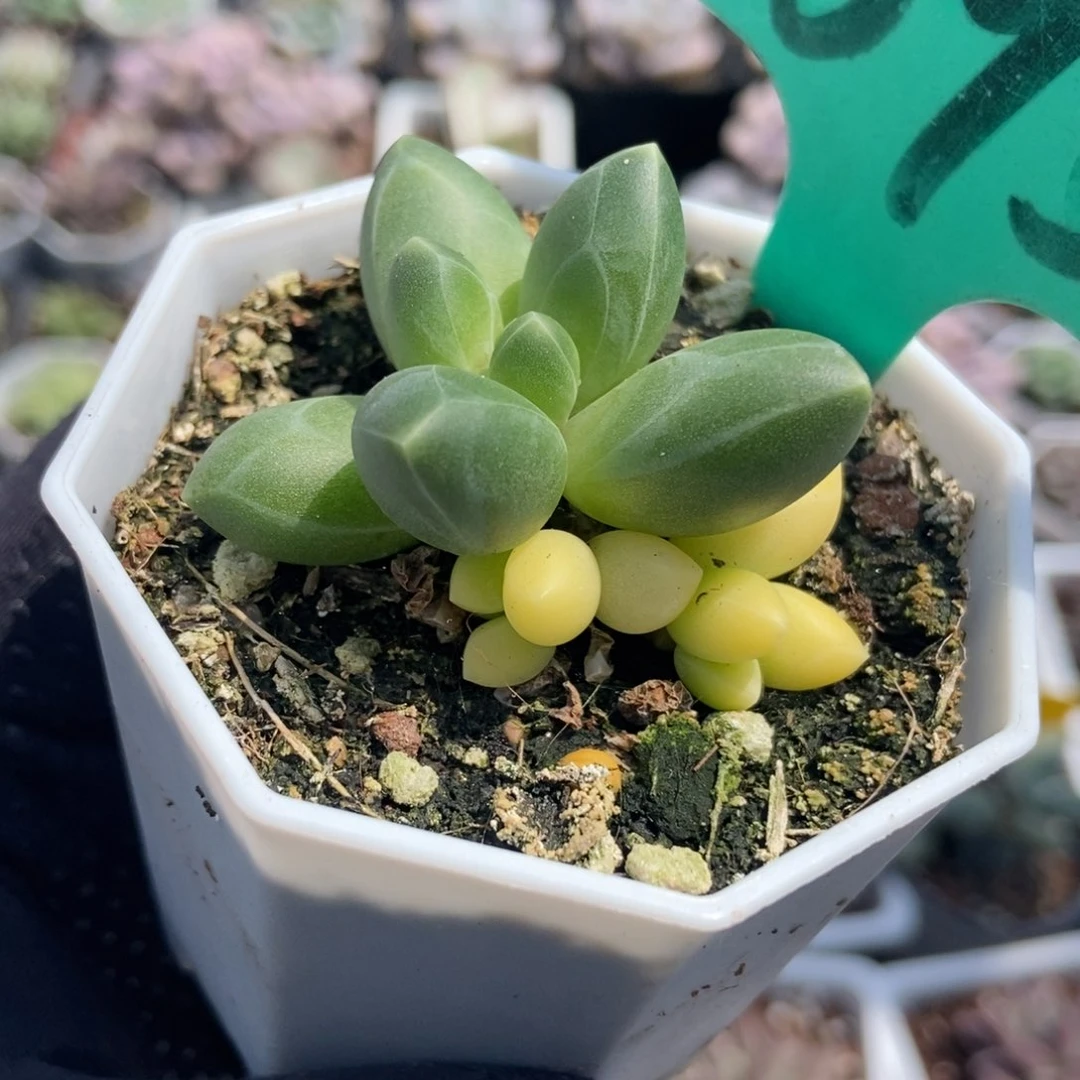 1595千代田锦多肉植物保护