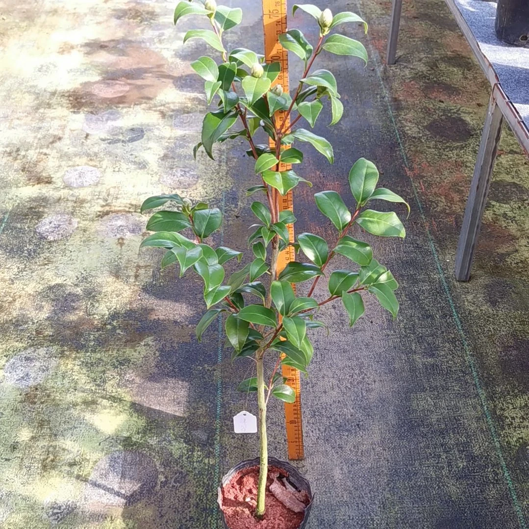 大量花朵（建议范围：8朵-15朵 或40%以上）津川绞