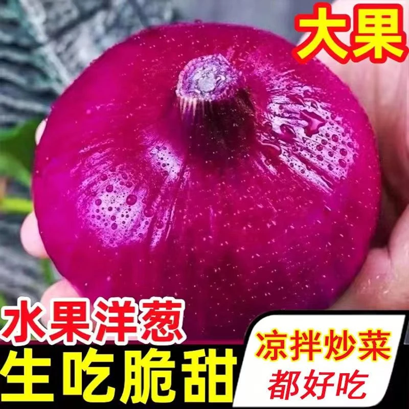 【新鲜紫皮洋葱】新鲜现挖紫皮红皮洋葱鲜嫩多汁农家蔬菜