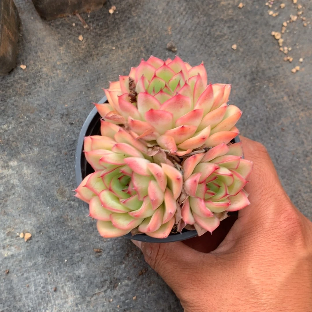 人工关节治疗和预防心脏血管