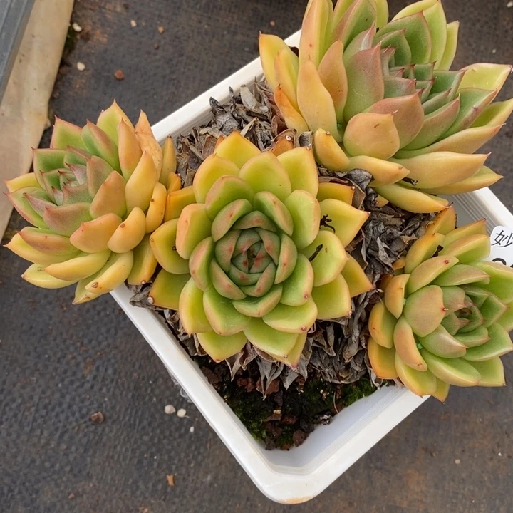 0074杂交老桩基地～15厘米