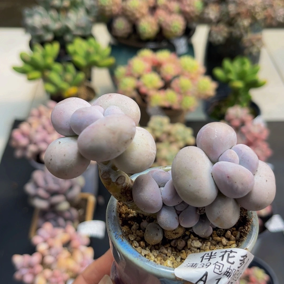 1127芭比奶酪6cm多肉