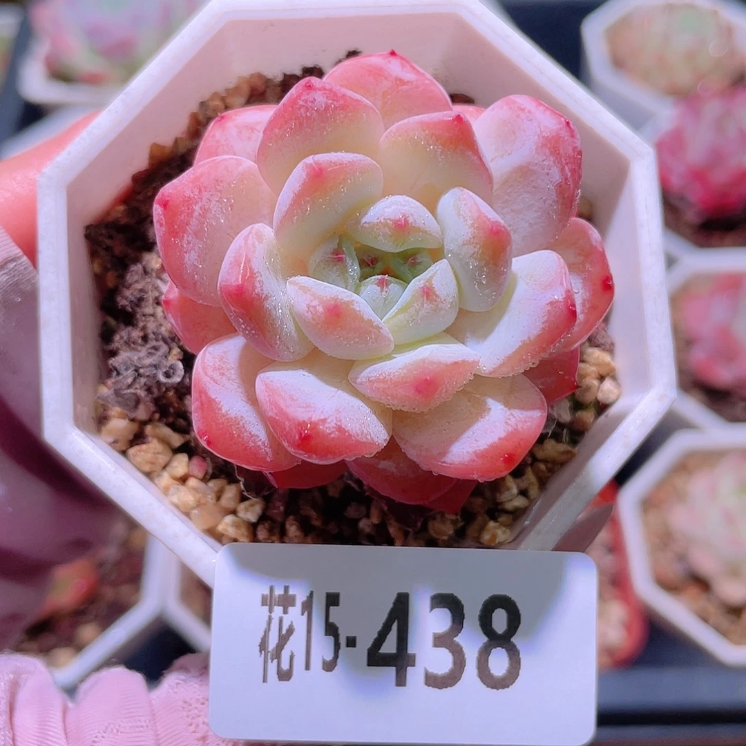 花利美15-438精选糖心