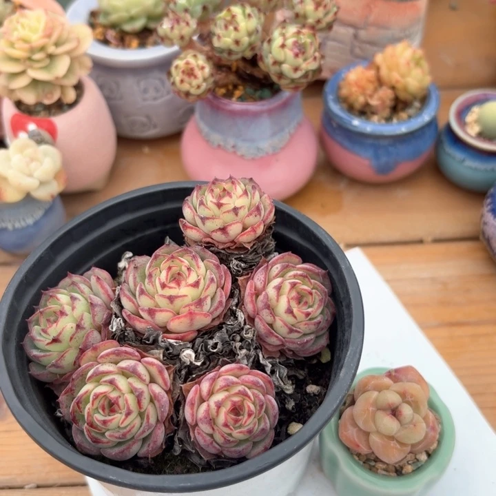 遇****多肉脱土发货