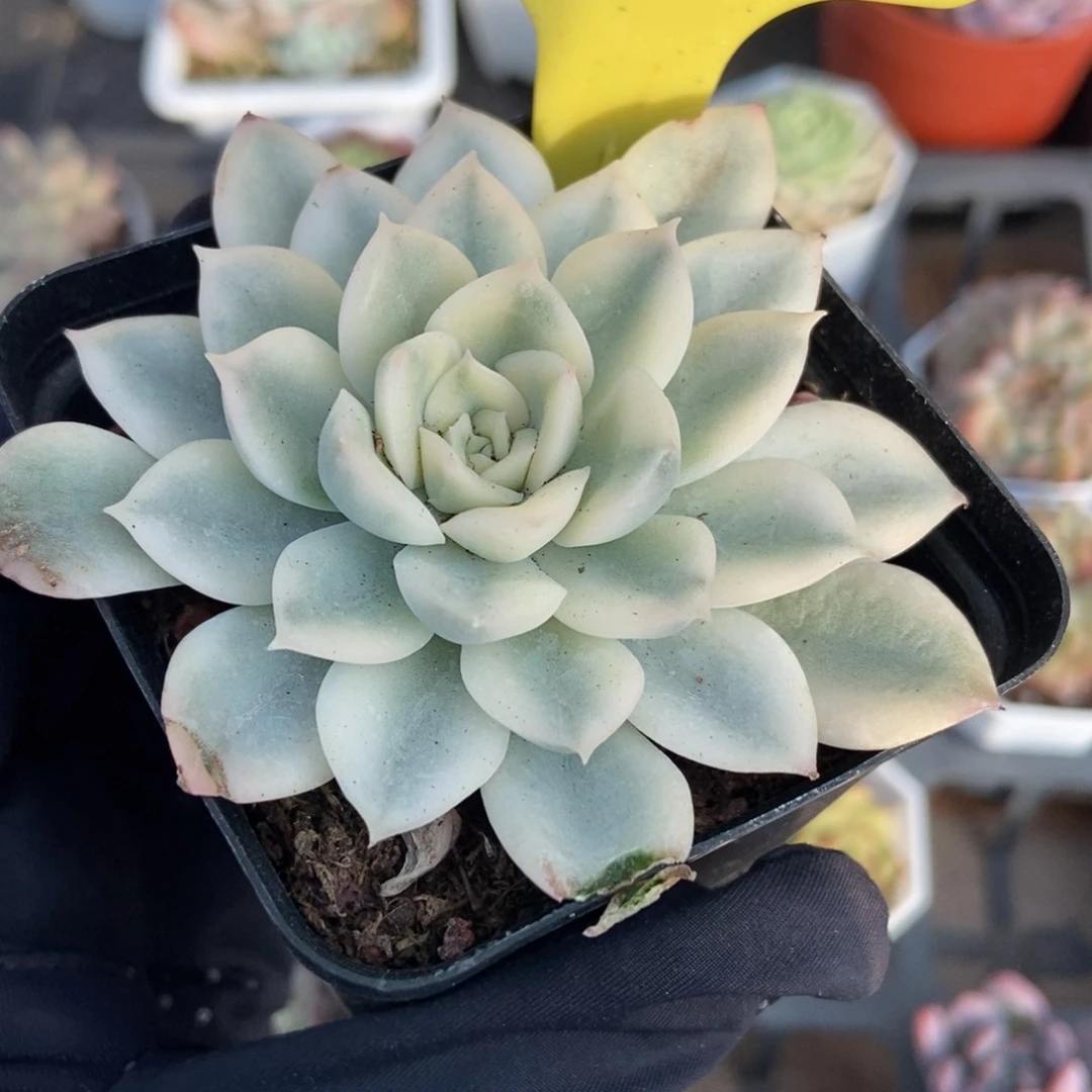 10月亮仙子锦多肉植物