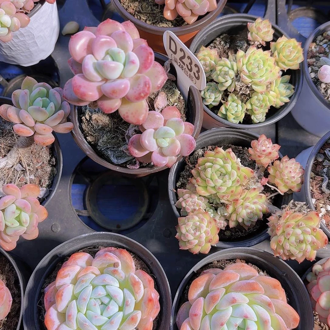 花*山D233白鹿一物一拍