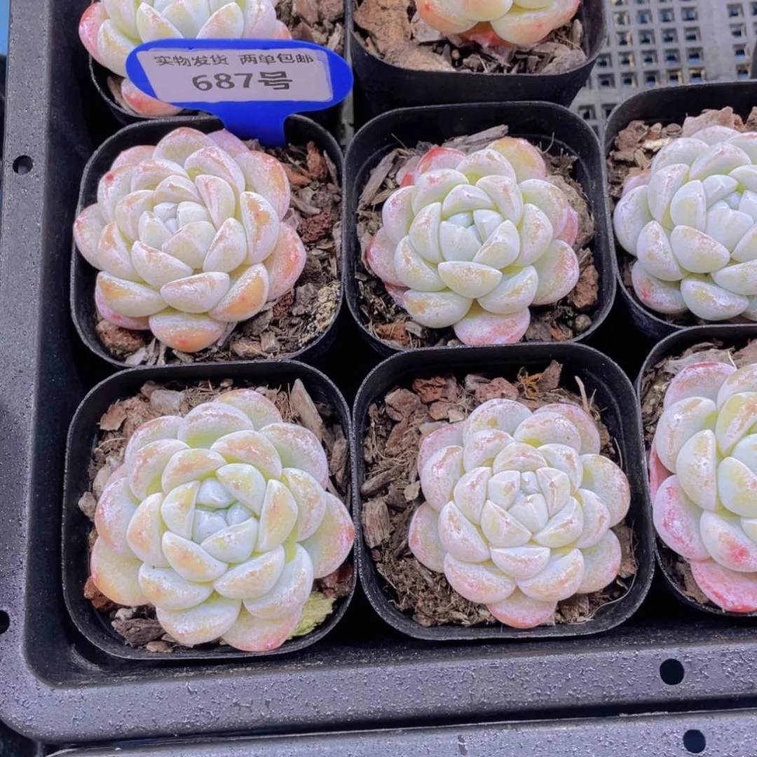 687号冰透雪媚娘单头两个