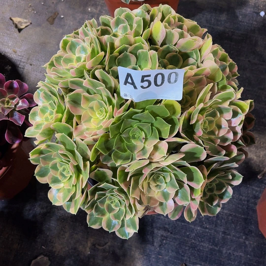 做****己皇后50福利拖土