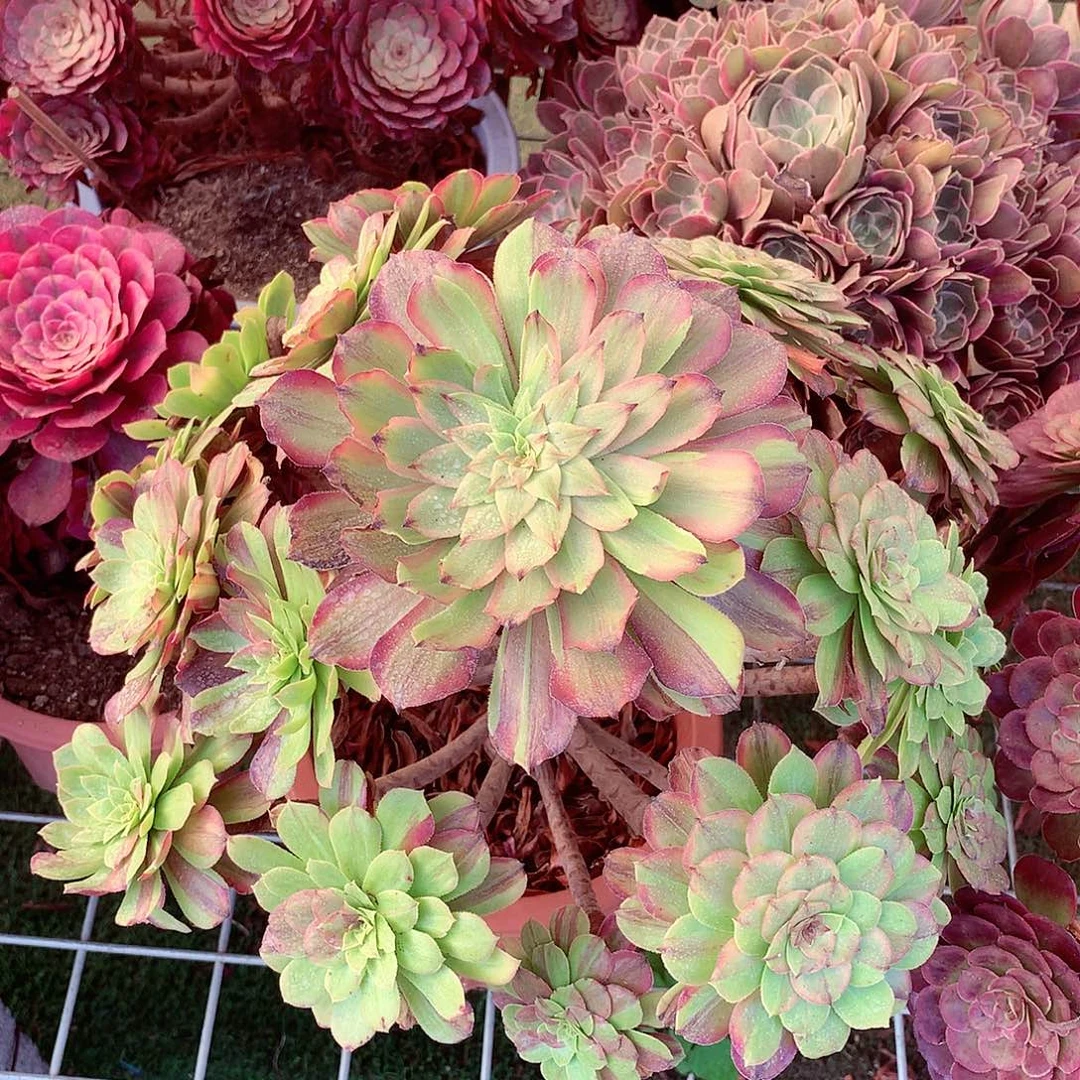 花脸粉黛，有点微瑕