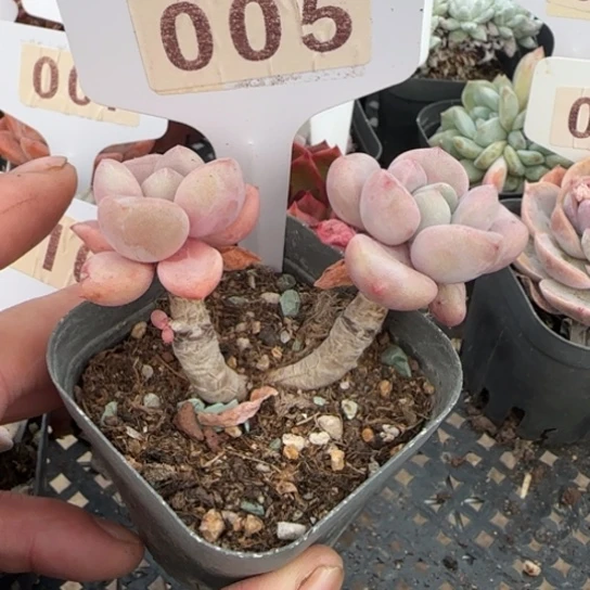 5 一物一拍18包邮