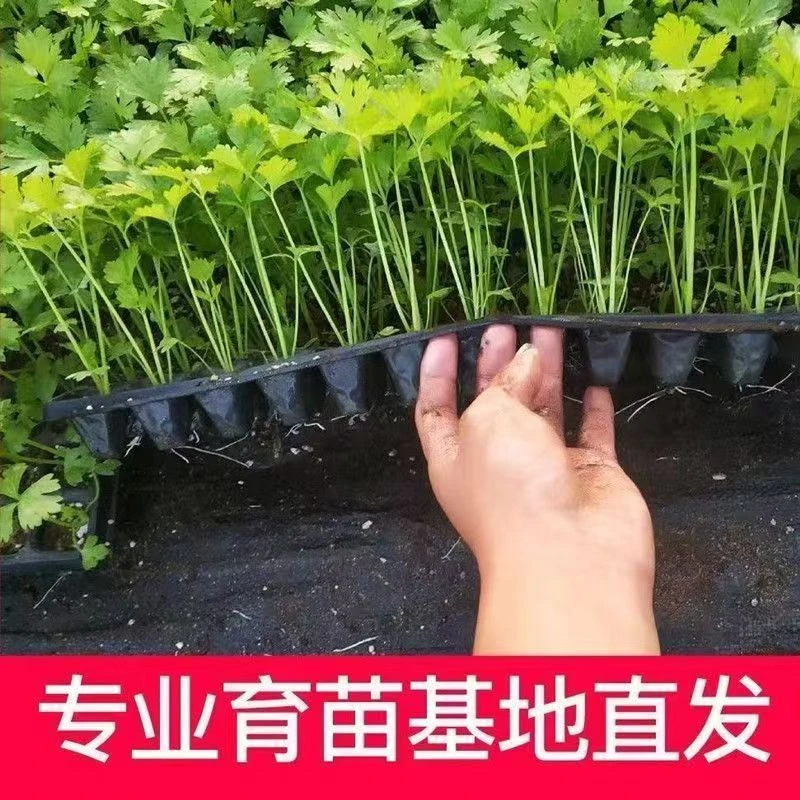 源头产地水果皇后西芹苗香味浓郁适合阳台盆栽种植