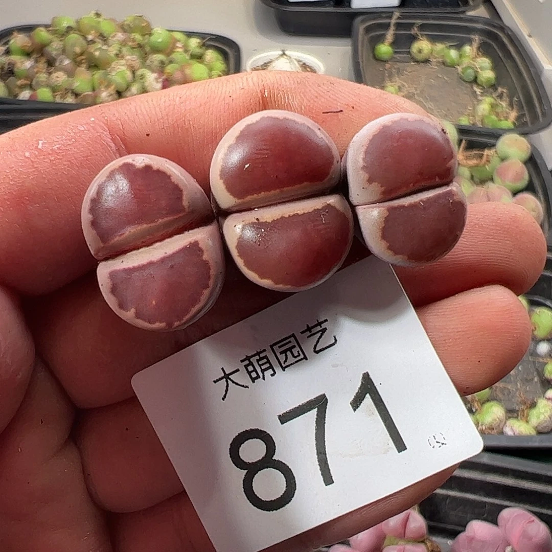 一物一拍。        871