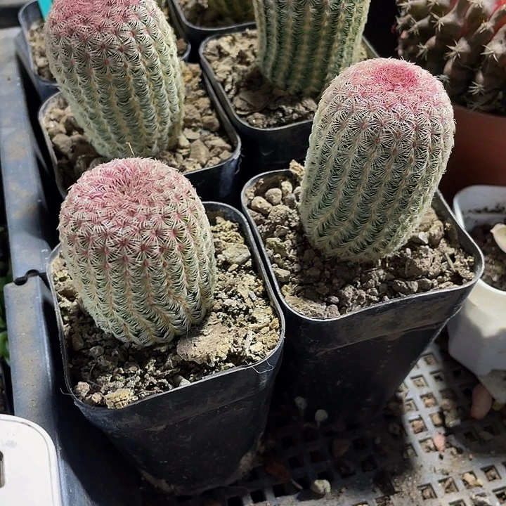 红太阳5.8带盆土发