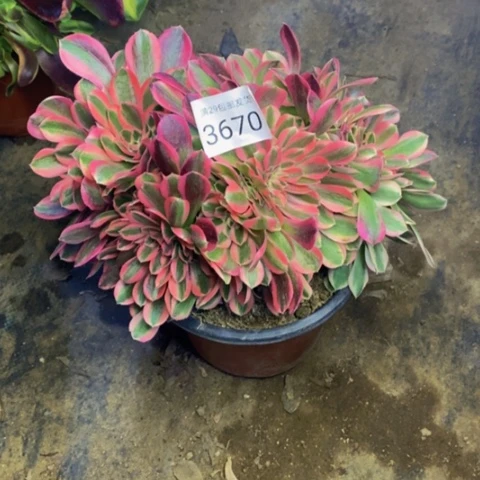 粉女巫多肉植物3670