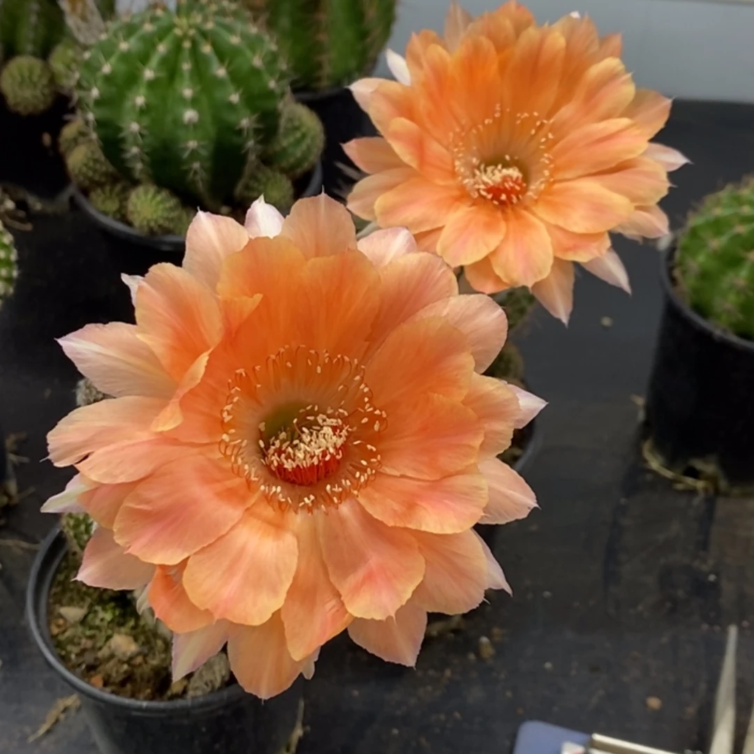 【闪购商品】彩草1号脱盆脱土