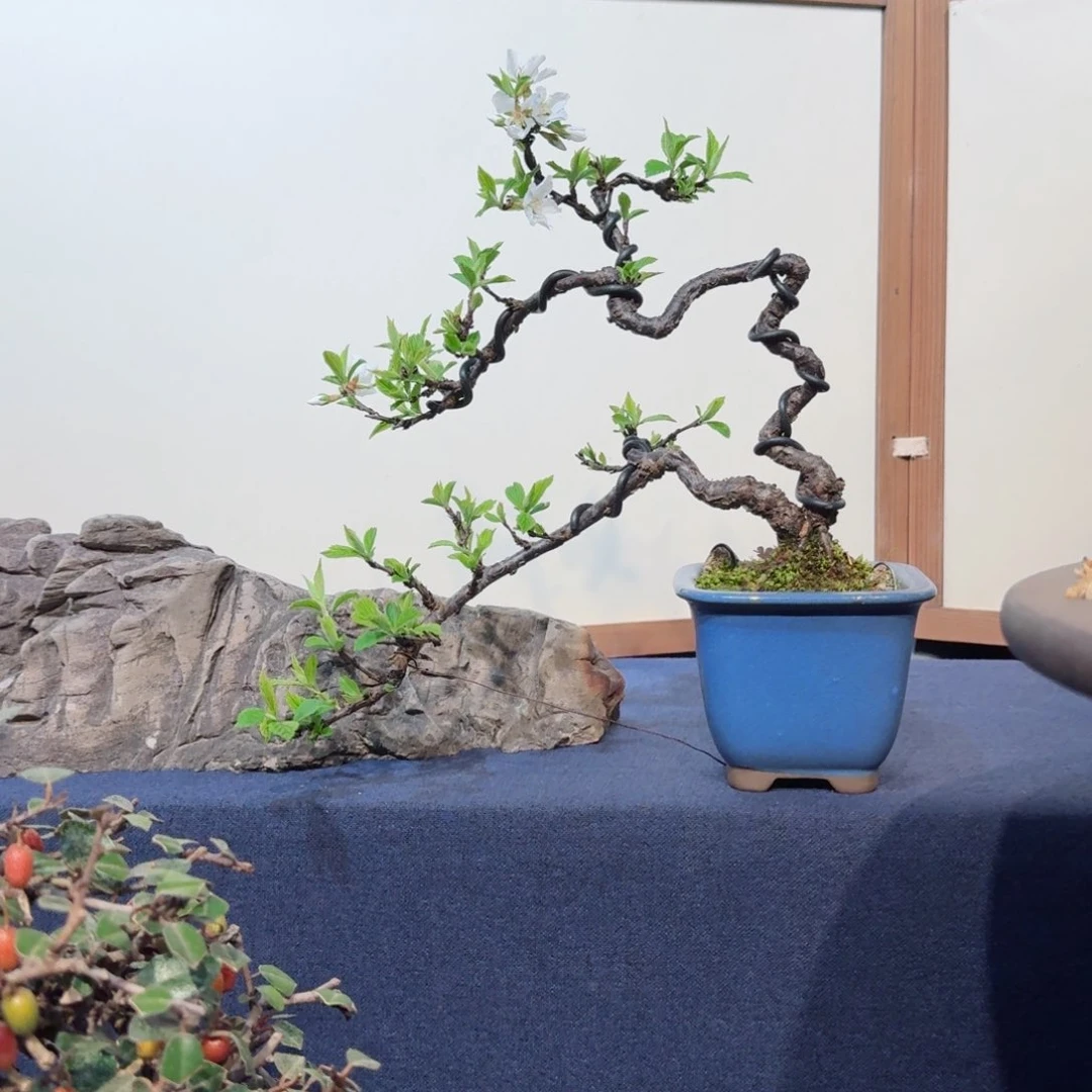 用****4樱花123654780