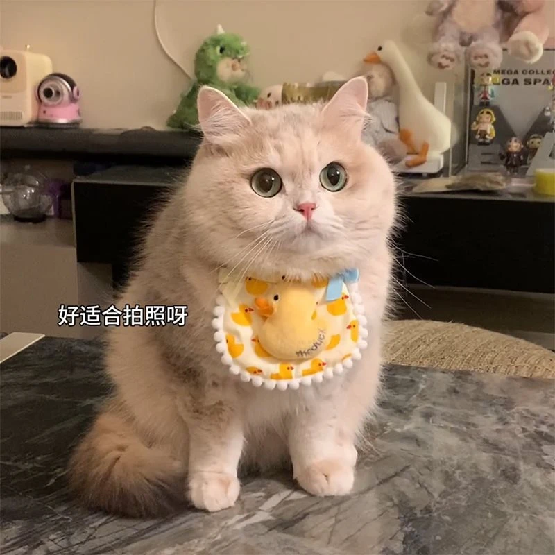 猫咪狗可爱围兜宠物蕾丝布艺口水巾手工编织拍照饰品围脖装饰项圈