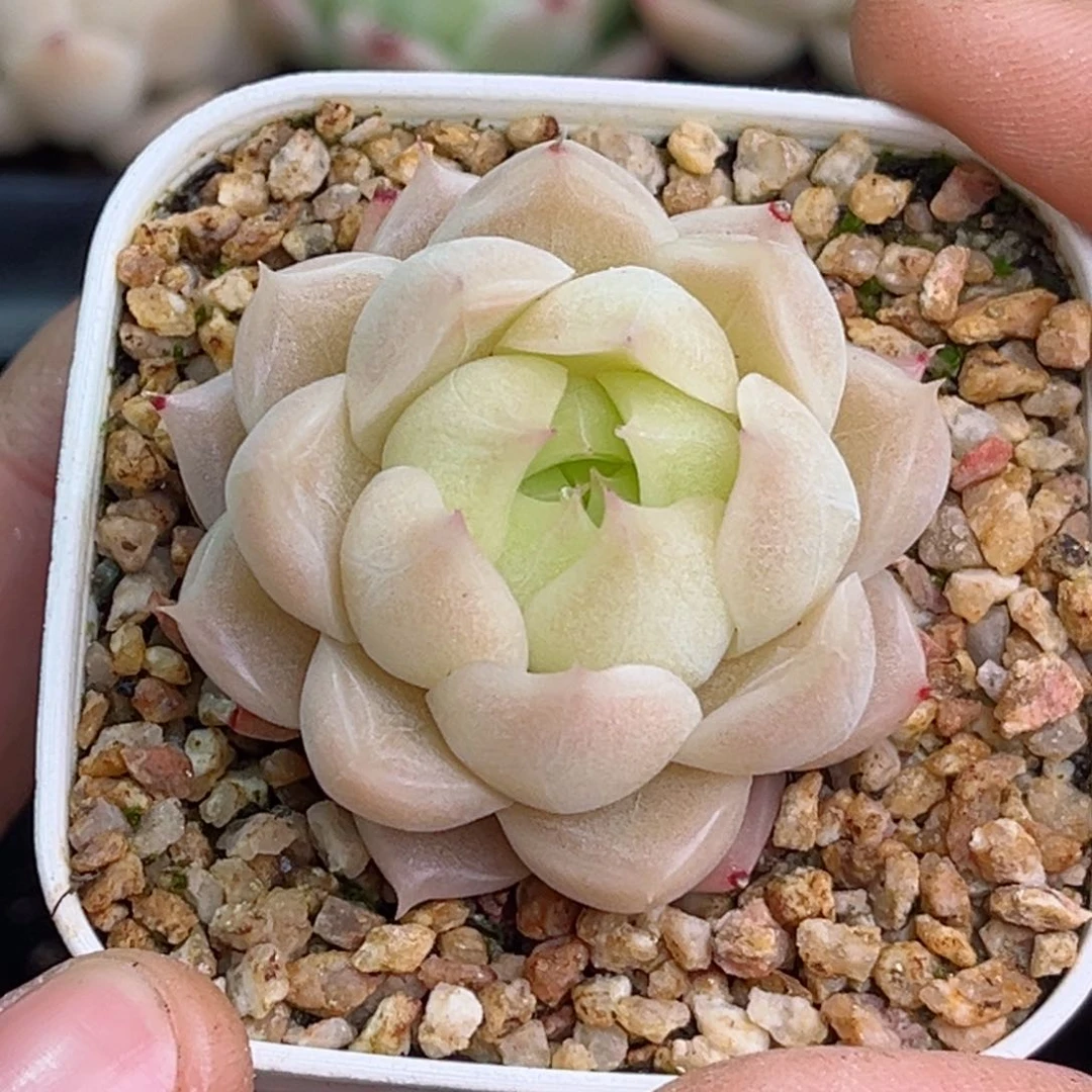 小****了547 新疆西藏内蒙不发货