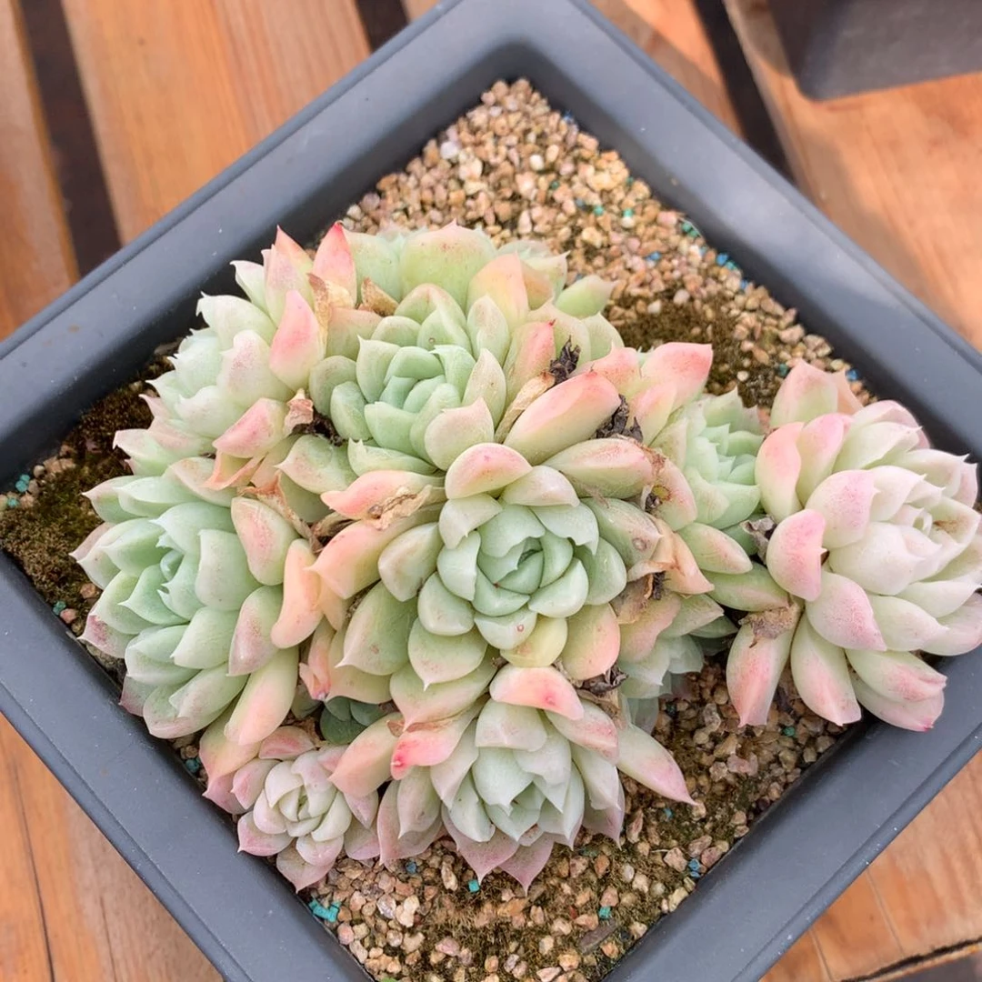 496杂交多肉老桩15冠