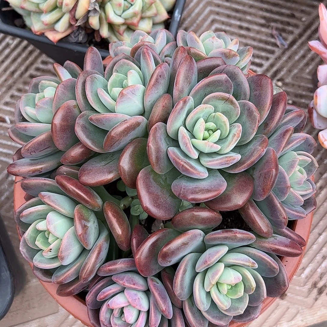 拉萨大群，一物一拍